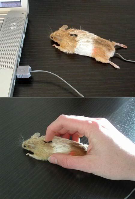 image: mouse-mouse