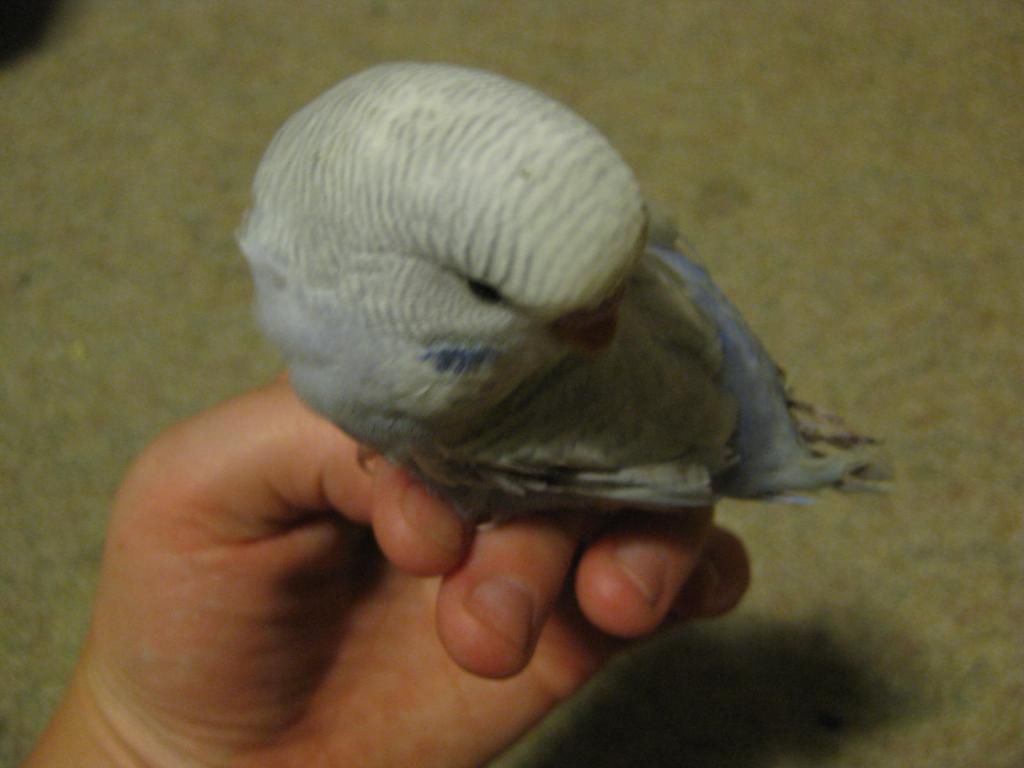 Budgie001_zpsb4c76a37.jpg