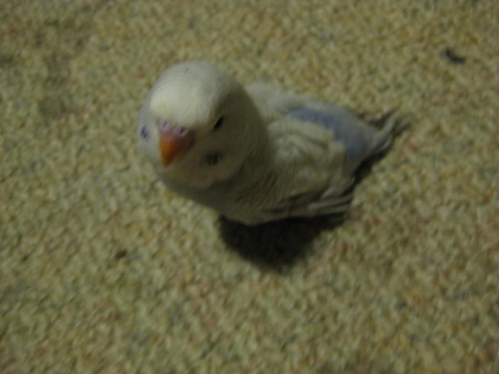 Budgie002_zps96856181.jpg