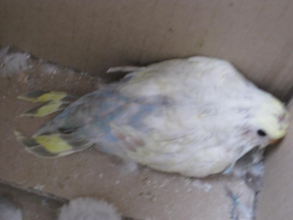Budgie004_zps2cac8ccd.jpg