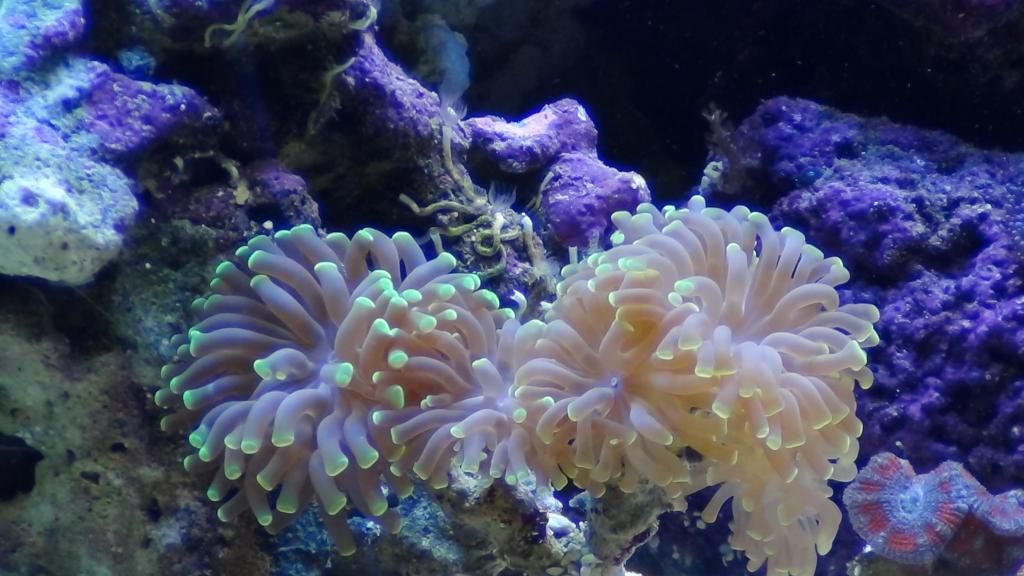 DSC00516_zps9453933e.jpg