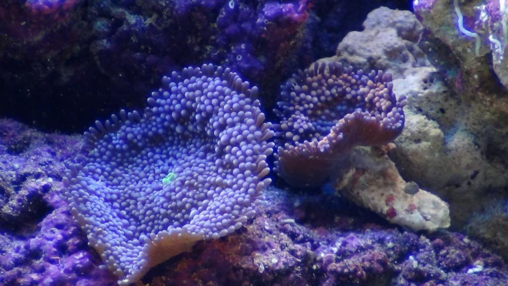DSC00518_zps335da42d.jpg