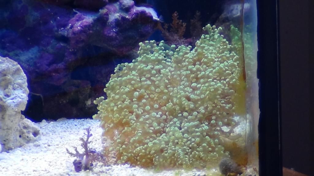 DSC00520_zps49af5e00.jpg