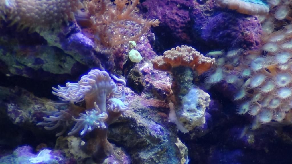 DSC00522_zps95c69842.jpg