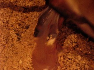 Clover is in labor! - Cattle