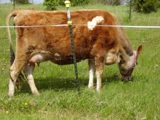 Tell me what you think...please! - Cattle