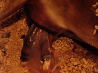 Clover is in labor! - Cattle