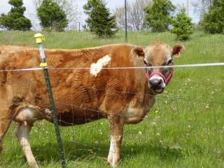 Tell me what you think...please! - Cattle