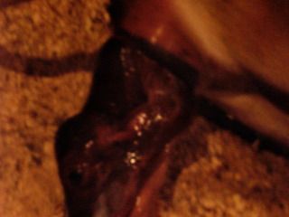 Clover is in labor! - Cattle