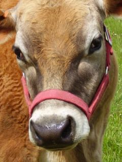 Tell me what you think...please! - Cattle