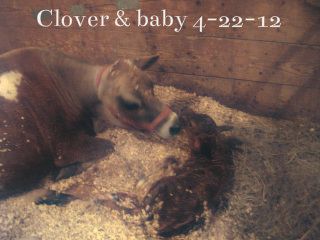 Clover is in labor! - Cattle