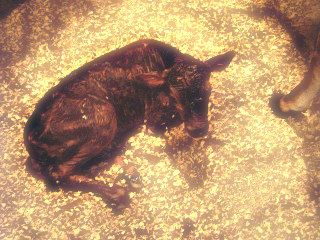 Clover is in labor! - Cattle