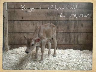 Burgermeister II - Cattle