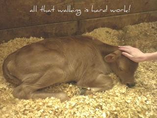 Burgermeister II - Cattle