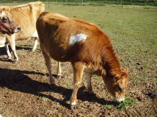 Not sure what to ask... - Cattle