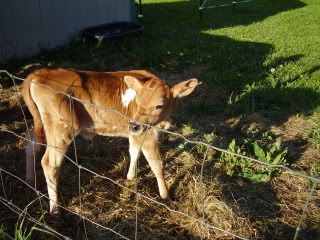 Not sure what to ask... - Cattle