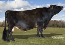 Not sure what to ask... - Cattle