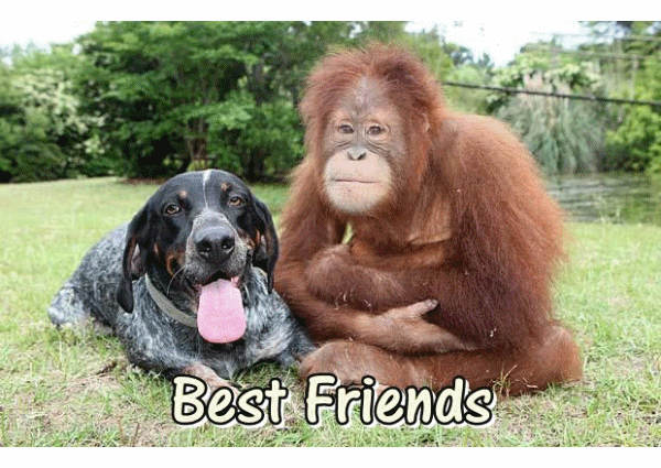urinating orangutan photo: Orangutan and a Dog OrangutanandFriend.gif