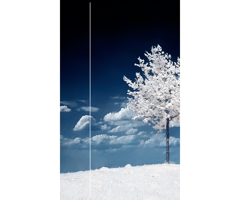 whitetree1screensize2.png