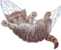 cat.gif